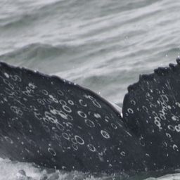 Fluke of HW-MN0804077