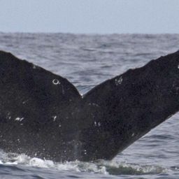 Fluke of CRC-11821