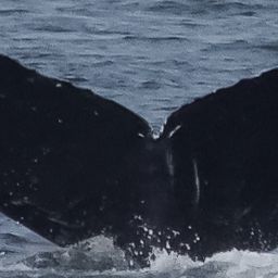 Fluke of HW-MN0410193