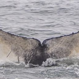 Fluke of 2023-2024 calf of CRC-12251