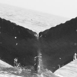 Fluke of Prop Mom