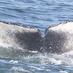 Fluke of 2023-2024 calf of CRC-10502