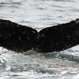 Fluke of BTBEL-Mn24_050E_PAL