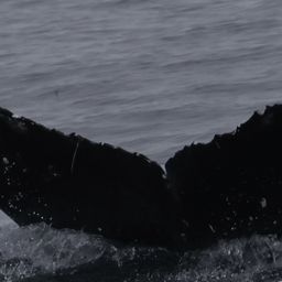 Fluke of CRC-22596
