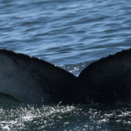 Fluke of CRC-22597