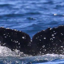 Fluke of CRC-22170