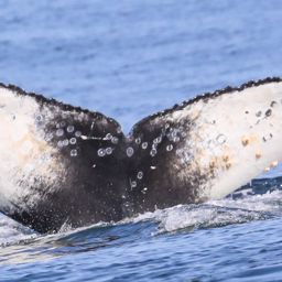 Fluke of CRC-22599