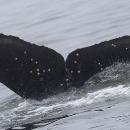Fluke of CRC-22600