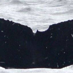 Fluke of CRC-22171