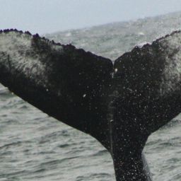 Fluke of CRC-22601