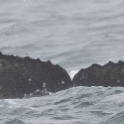 Fluke of HW-MN0503428