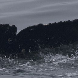 Fluke of CRC-23275