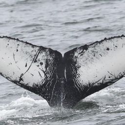 Fluke of CRC-22604