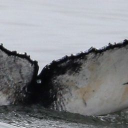 Fluke of CRC-22608
