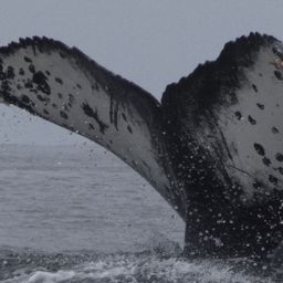 Fluke of CRC-22610