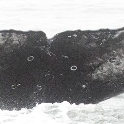 Fluke of CRC-22612