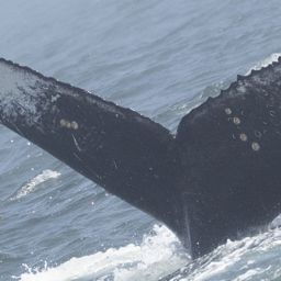 Fluke of CRC-22614