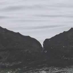 Fluke of CRC-22615