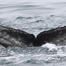 Fluke of CRC-22617