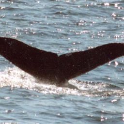 Fluke of Black