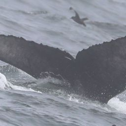 Fluke of CRC-22621