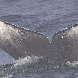 Fluke of CRC-22624