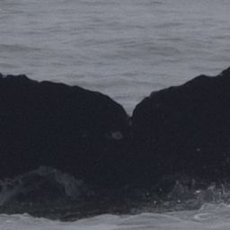Fluke of CRC-22628