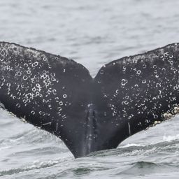 Fluke of CRC-22175