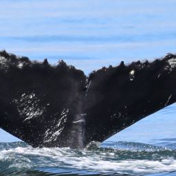 Fluke of CRC-22629