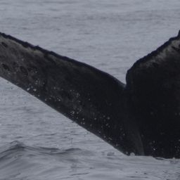Fluke of CRC-22632