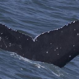 Fluke of CRC-22635