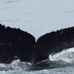 Fluke of CRC-22636