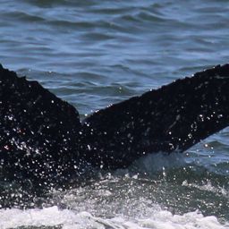 Fluke of CRC-22638