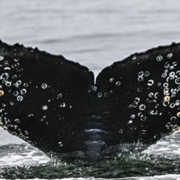 Fluke of CRC-22639