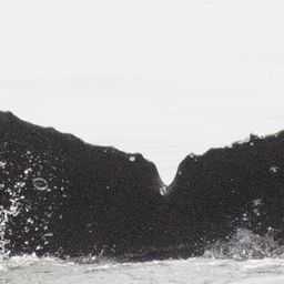 Fluke of CRC-22176