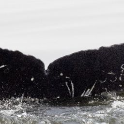 Fluke of CRC-22640