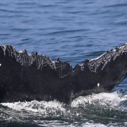 Fluke of CRC-22644