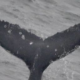 Fluke of CRC-22645