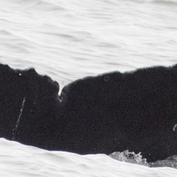 Fluke of CRC-22646