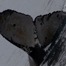 Fluke of CRC-22650