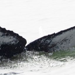 Fluke of CRC-22651