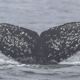 Fluke of CRC-22653