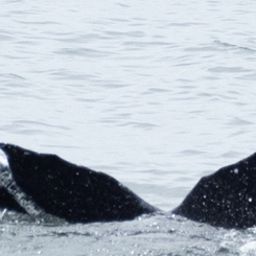 Fluke of CRC-22654