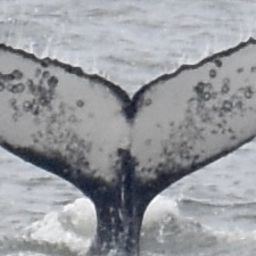 Fluke of Pacifica Pierre