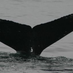 Fluke of China