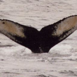 Fluke of Little Dot