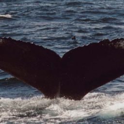 Fluke of Laverne