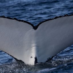 Fluke of HW-MN1107840