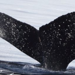 Fluke of HW-MN1306224