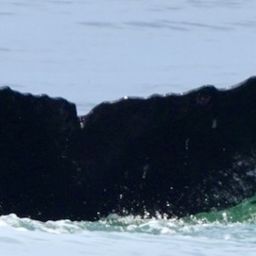 Fluke of HW-MN1306293